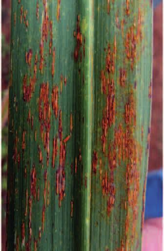 favoured by cool, moist weather Has been observed on cane of all ages Lesions (marks) on leaf: orange to reddish brown up to 4 mm long more severe towards leaf base Spores: orange when fresh usually