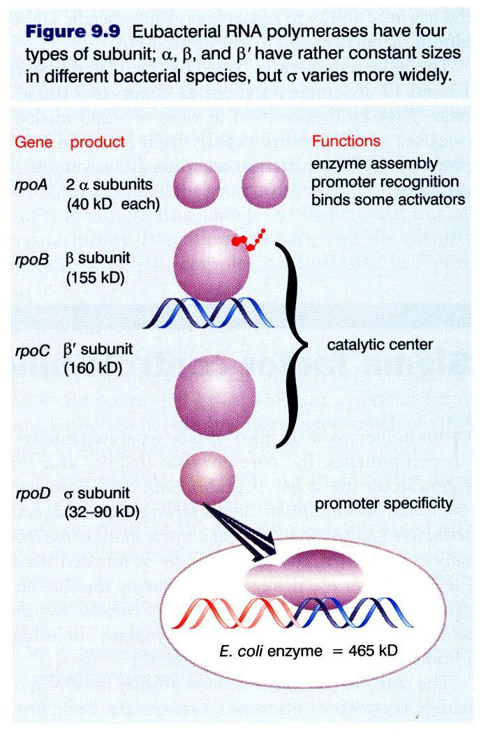 RNA Polymerase Subunits and