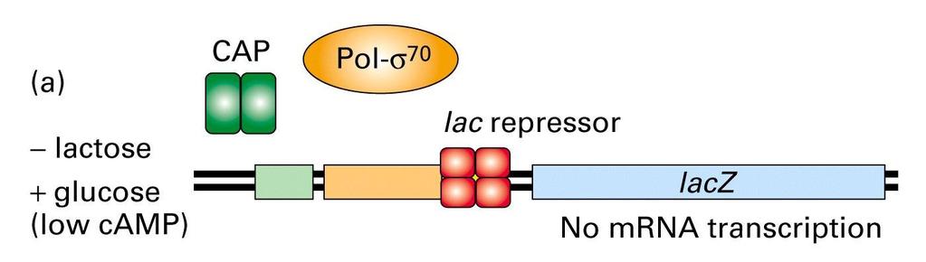 Regulation of the lac-operon CAP: Catabolite Activator Protein also known as CRP (camp receptor protein) The -35 region of the lac operon is not optimal for Pol binding.