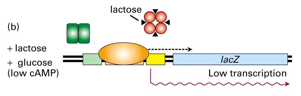 Regulation of the lac-operon After entering the cell lactose is converted to allolactose, mediated by - galactosidase, which is also encoded by the lac-operon.