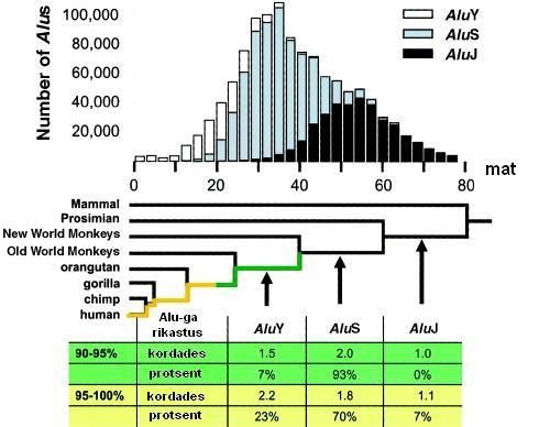 (Bailey et al., 2003). Enamik uuritud regioonidest identifitseeritud Alu-sid on suhteliselt noored (AluY 25-45 mat, AluS 25-45 mat) ning kolmandik neist on kiiresti levinud genoomis ~35-40 mat.