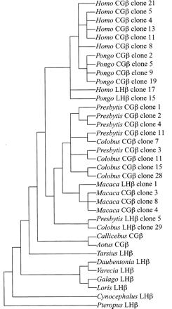 Joonis 13. LHβ ja CGβ geenide klasterdumine järjsetuse sarnasuse alusel liigiti (Maston ja Ruvolo, 1998).