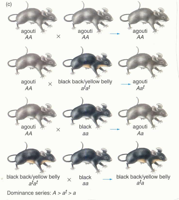 Dominance Series of Multiple Alleles " There are multiple alleles for the gene that codes for coat color in mice.