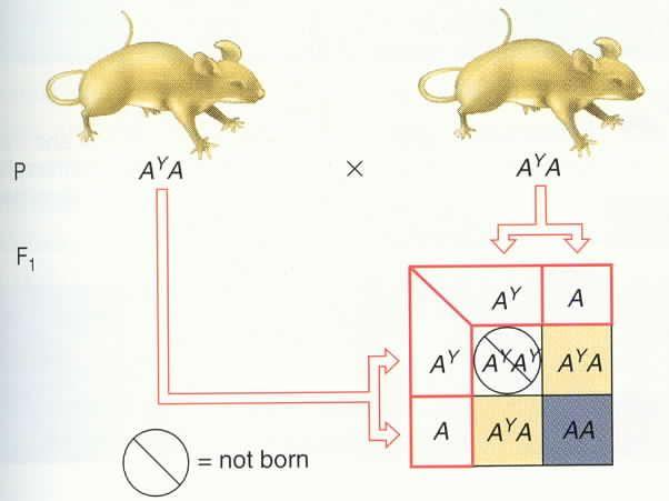 Genetic Explanation Homozygous A Y /A Y mice die in utero and are never observed; it is a lethal phenotype. Yellow mice are heterozygotes.