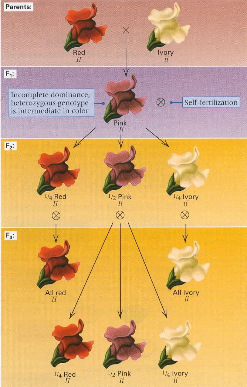 Incomplete Dominance Incomplete Dominance: the phenotype of the heterozygous hybrid is usually an intermediate between the homozygous parents.