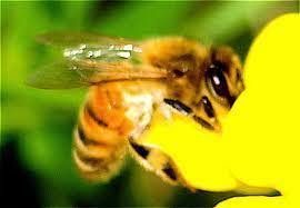 Safe for bees Neonicotinoids