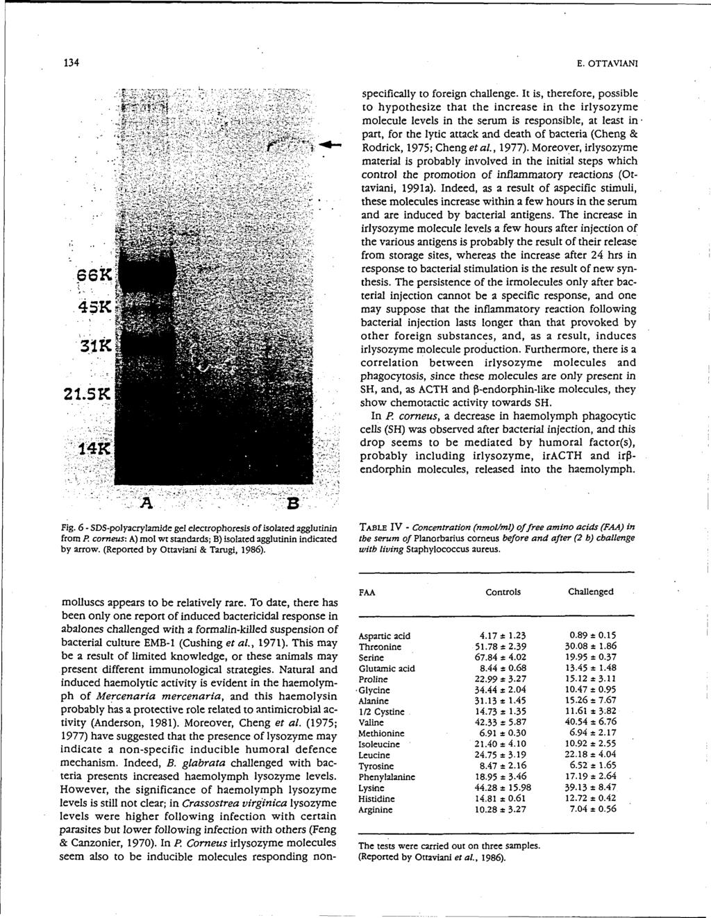 134 E. OTTAVIANI 21.5K 14K A Fig. 6 - SDS-polyacrylamide gel electrophoresis of isolated agglutinin from P. corneus: A) mol wt standards; B) isolated agglutinin indicated by arrow.