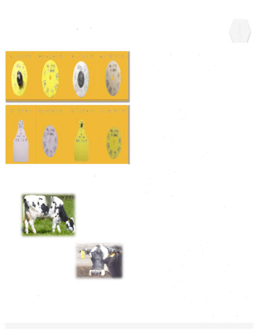 How the Technology Works t front (inside of ear) M (outside of ear) front (inside of ear) kk (outside of ear) Attaching RFID tag: mmi Cs UNUWl Si"", Focusing on the livestock industry, there are four