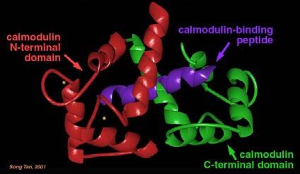 Ca 2+ - and substrate-dependent conformational changes in calmodulin Green