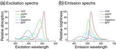 Fluorescence spectra of XFP proteins A. Jablonski diagram Fluorescence B. Excitation and emission spectra Distinct XFPs have different brightness levels and unique excitation and emission spectra.