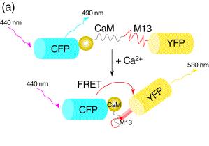 Strategy for cameleons Construct a gene encoding calmodulin and M13 sandwiched by donor and acceptor XFPs.