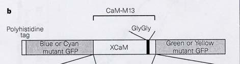 Upon binding Ca 2+, CaM binds to M13 decreasing the distance between donor and acceptor XFPs, thereby increasing FRET between them.