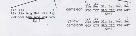 Design of cameleons for bacterial expression Properties of cameleons in vitro Cameleon-1 consists CaM and M13 sandwiched by BFP and GFP.