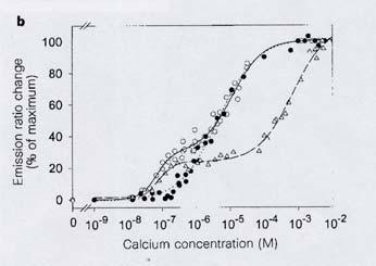 Ca 2+ titration curves of cameleon-1 Emission ratio change of cameleon-1 showed complicated dependence on Ca 2+ concentration.