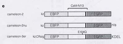 Design of cameleons for cellular expression Cameleon-reported Ca 2+ changes in HeLa