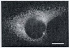target specifically to the nucleus when expressed in HeLa cells.