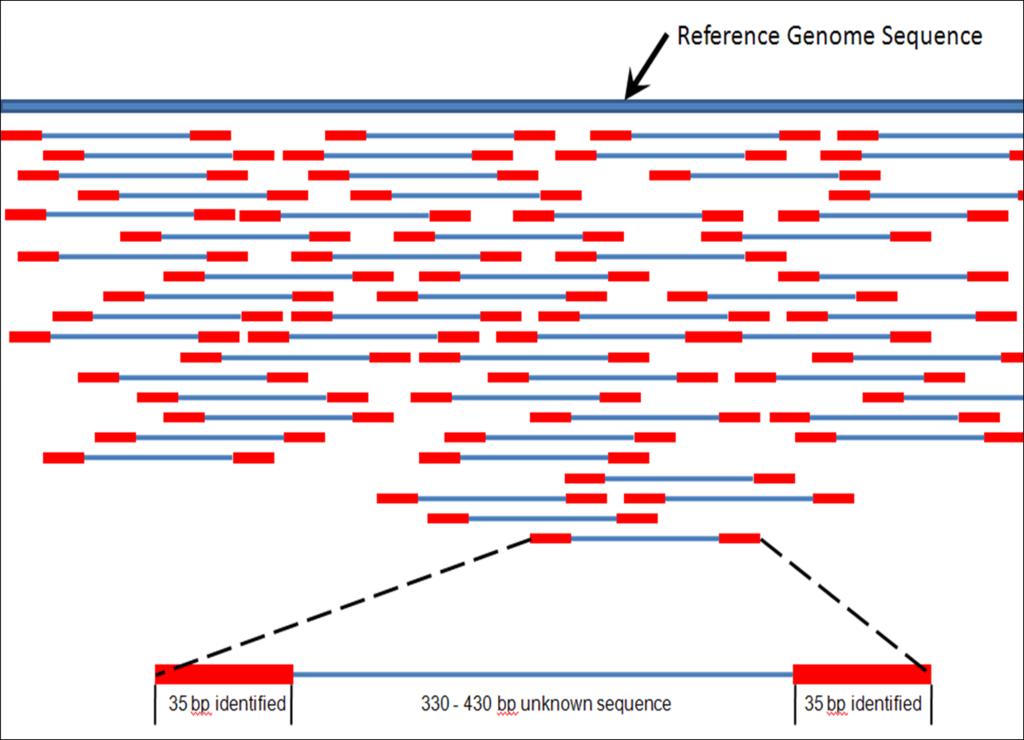 methods. In the case that there is no reference genome, a related species may be used or a more computationally intensive process of de novo assembly must take place.
