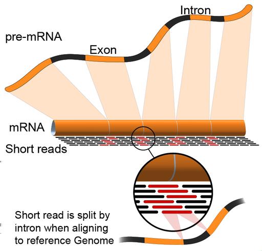 Given sufficient read coverage, novel splice isoforms can also be identified as different