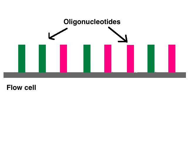 Flow cell surface with the adapter oligonucleotides.fragmented DNA sequences are adapted with primers through ligation and hybridized to the flow cell.