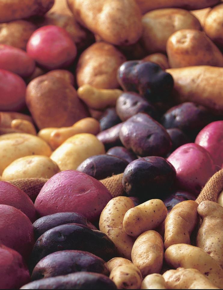 RESEARCH Provide leadership to the U.S. potato industry s research efforts Institutionalize variety development programs in the chip and fry sectors, while increasing transparency Create a robust