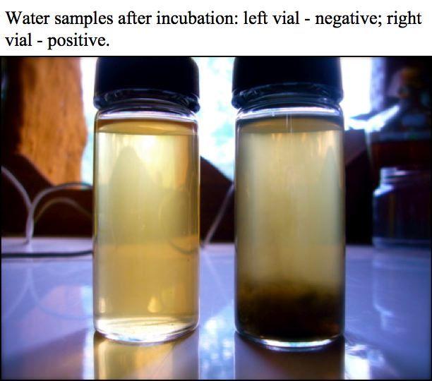 highly visible black precipitate. If no black precipitate is apparent after 24 hours, incubate for another 24 hours. If the sample remains clear yellow, a negative test result is deduced.