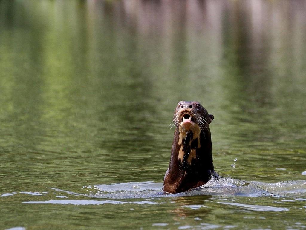 A family of 5 endangered Amazonian giant river otters whose dens have