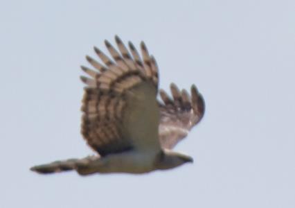 Harpy eagle (Harpia harpyja) Status: Near Threatened