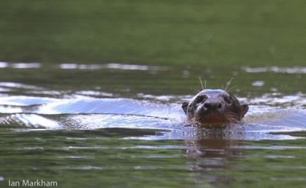 David Johnston Giant river otter (Pteronura