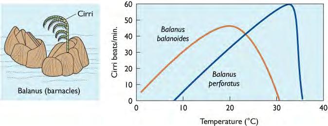 Temperature affects activity Barnacle cirri beat faster at higher temperature Faster beat = more