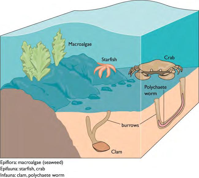 Benthic Habitats infaunal, epifaunal Infauna Animals that burrow into soft substrates (sand and mud) Challenges