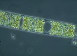 Phytoplankton - floating photosynthetic algae Primary