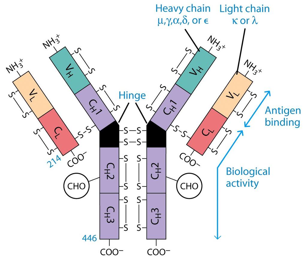 Light chains consist of domains (C and V).
