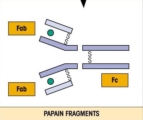 RECAP: Papain (45,000) (50,000) Pepsin 00,000 MW (Fab) Mercaptoethanol (50,0000) (5,000) H + L The Fc region plays NO role in antigen binding.