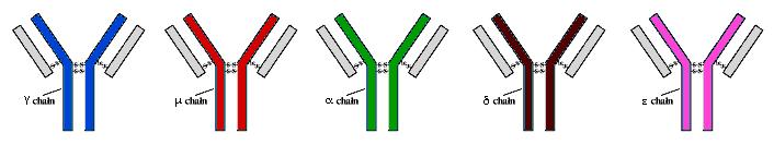 Structural Variants of the Basic Immunoglobulin Molecule Different heavy chains can be used There