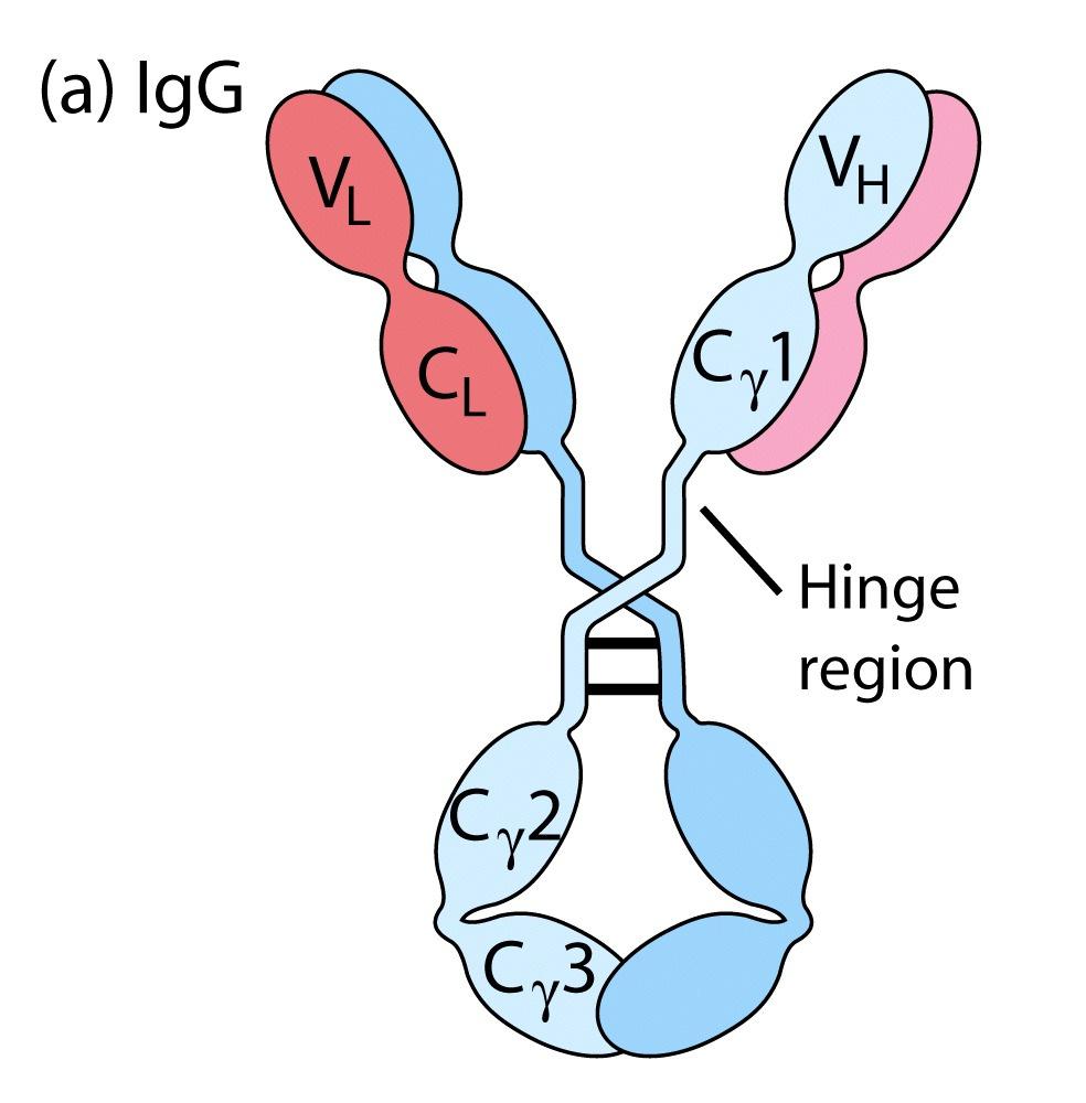 humans 4 subclasses: IgG, IgG, IgG, IgG4) mu > IgM alpha > IgA (in humans, subclasses: IgA, IgA)