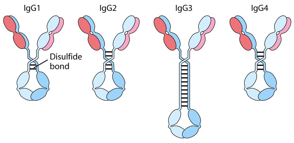 0005 mg/ml) IgD IgM IgE IgA IgG IgG IgA IgM IgD IgE Most abundant in secondary responses Crosses
