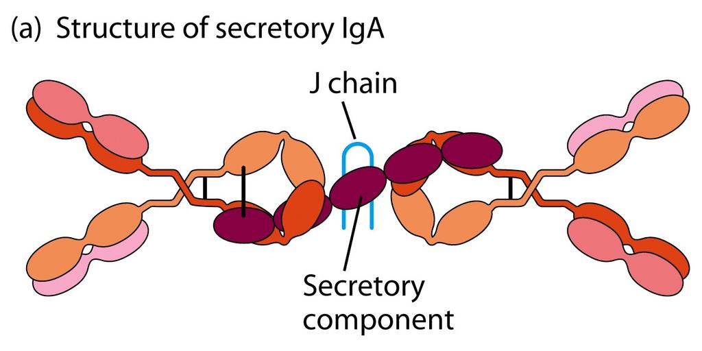 Dimer in mucosal secretions Mucosal transport Monomer in circulation J chain (polymeric) and Secretory components Secretory Component Role of IgE in allergic reactions IgE
