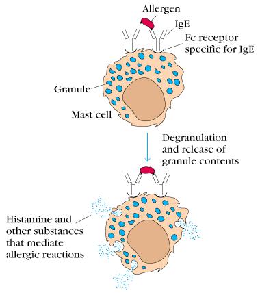A variety of pharmacologically active mediators present in the granules are released, giving rise to allergic manifestations SUMMARY IgA and IgM are secreted across epithelial