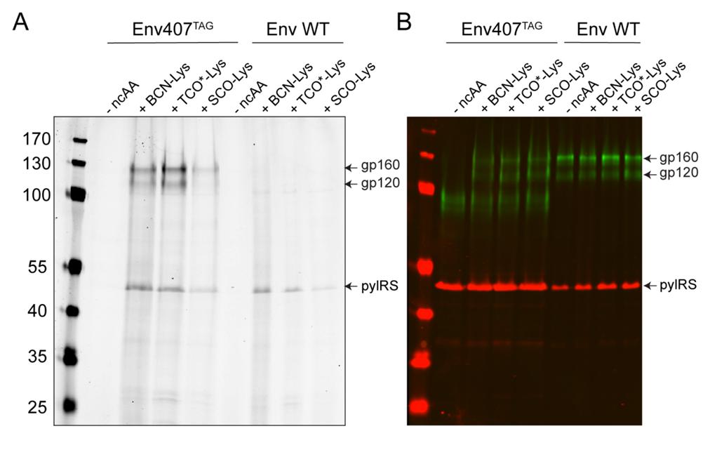 Figure S6: Click-labeling of Env407 ncaa variants analyzed by in-gel fluorescence.