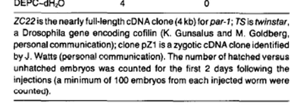 Surprisingly, injection of in vitro synthesized sense RNA from the cdna ZC22 also