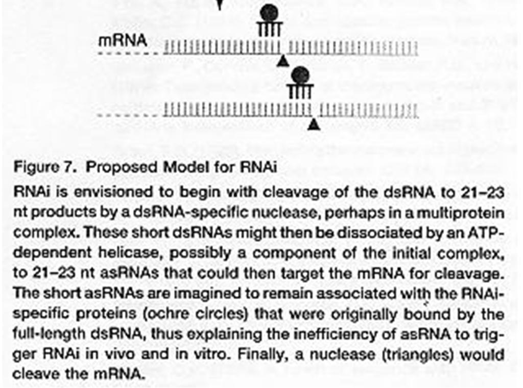 In vitro RNAi extract Tuschl and Zamore used a Drosophila embryo extract. Luciferin mrna was added to get translation of luciferase.