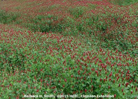 For example, a mixed planting of crimson clover (legume) and cereal rye (non-legume) is a popular fall/winter cover crop combination in South Carolina.