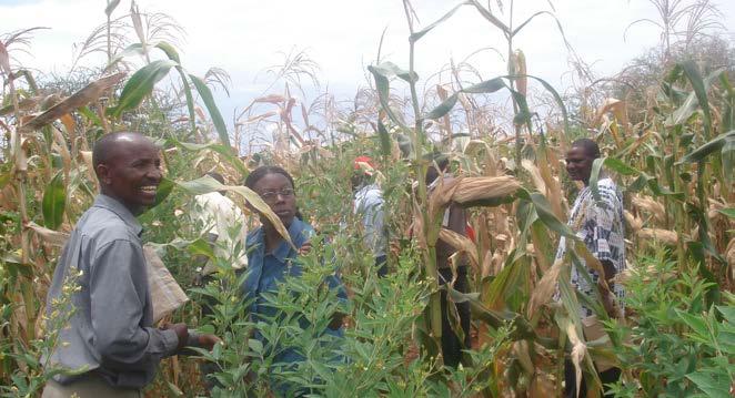 Main food crops in Kenya Cereals (maize, wheat, sorghum, rice, millet); Pulses