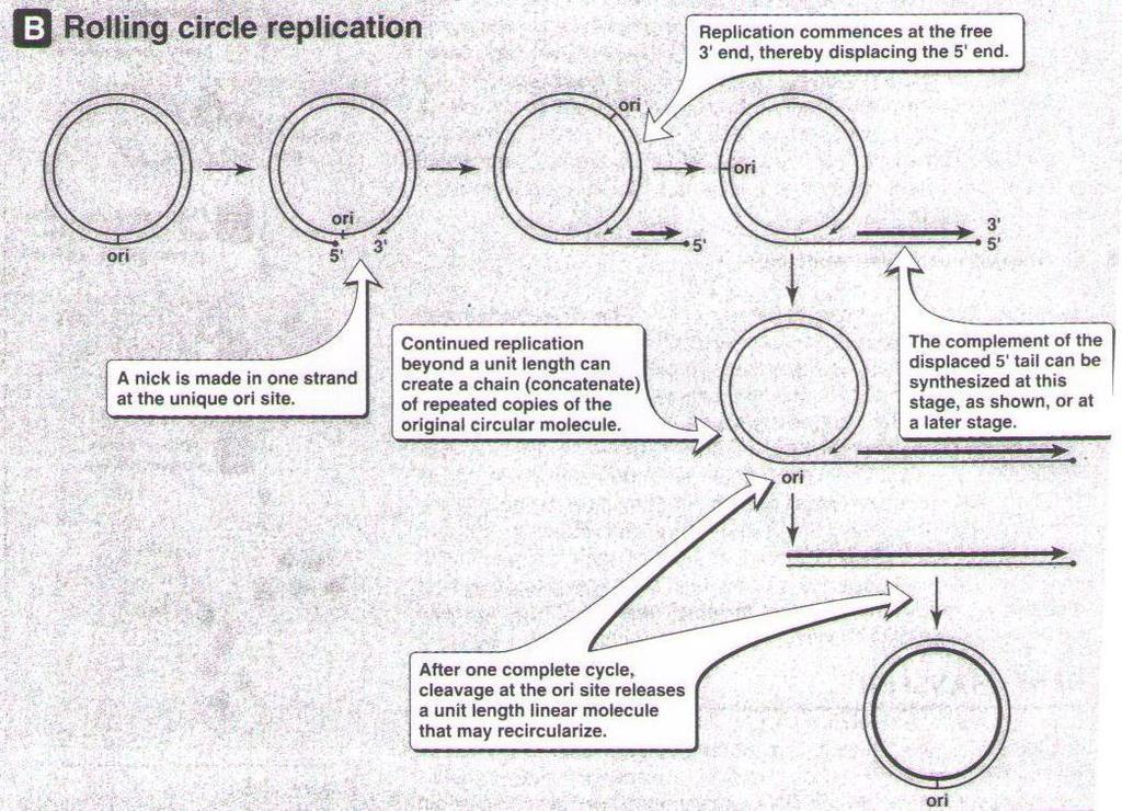Replication of circular DNA Conjugative Mechanism used by