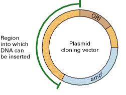 Genetic Engineering The specific properties of plasmid cloning vectors: 1. Small size to be easy inserted into bacteria 2. High number of copies to be easily purified in sufficient quantities 3.