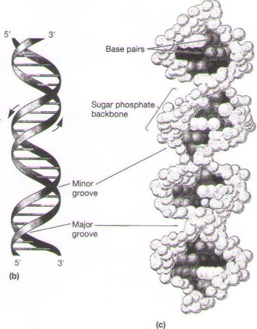 DNA Structure a) A schematic, nonhelical model b) A schematic drawing of the Watson-Crick structure of DNA, showing helical