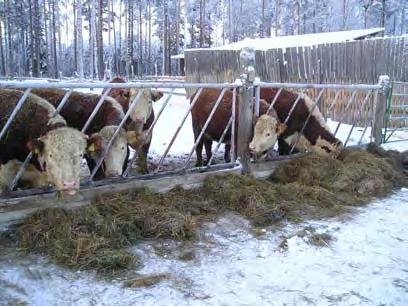 Housing All facilities offered adequate shelter for the cows and calves. The feeding strategies introduced to the cows are well suited to conditions similar to those in the present study.