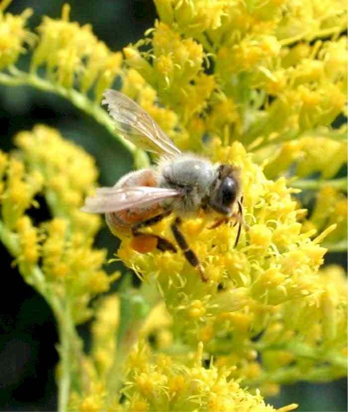 First A Little Honeybee Trivia How many flowers must a honeybee tap to make a pound of honey? 2 million How far will a bee fly in search of forage (nectar/pollen)?