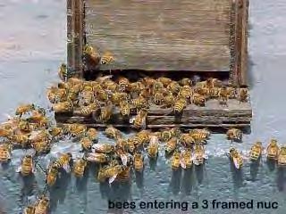 Castes of Bees There Are Three Different Castes