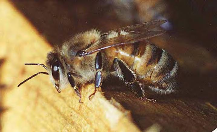 Workers Most Bees In A Colony Are